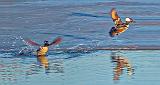 Hooded Mergansers Taking Flight_DSCF6160